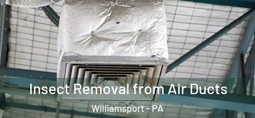  Insect Removal from Air Ducts Williamsport - PA